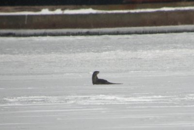 River Otter