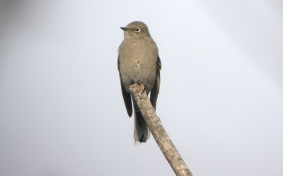 Townsend's Solitaire - WI