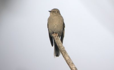 Townsends Solitaire - WI