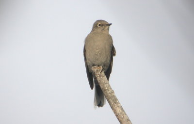 Townsend's Solitaire - WI