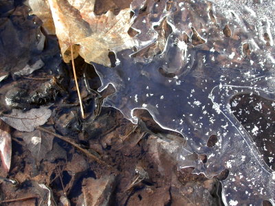 puddle.JPG