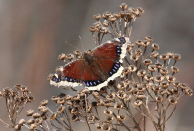 Mourning Cloak