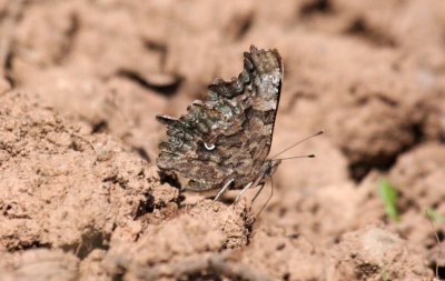 Green Comma