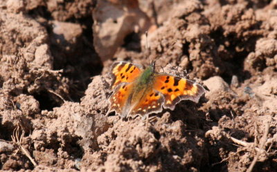 Green Comma
