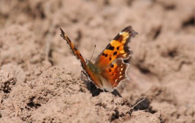 Green Comma