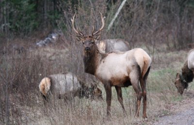 Elk