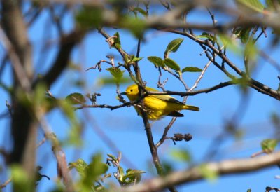 Yellow Warbler