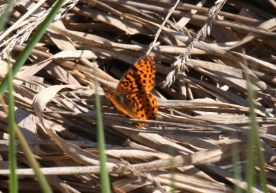 Meadow Frittilary