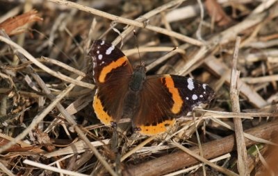 Red Admiral
