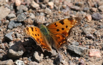 Eastern Comma