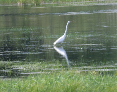 Great Egret - Iron Co. WI