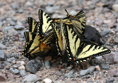 Canadian Tiger Swallowtails