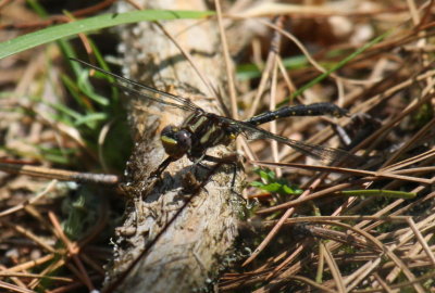 Dusky/Ashy Clubtail