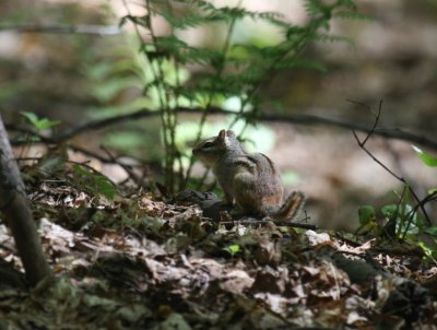 Eastern Chipmunk