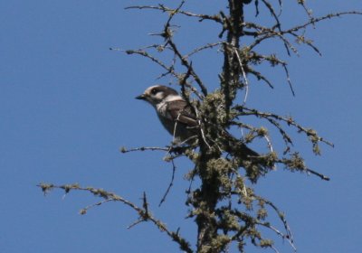 Gray Jay