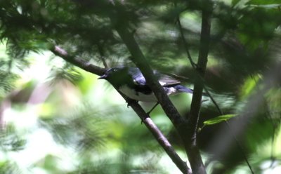 Black-throated Blue Warbler