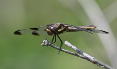 Twelve-spotted Skimmer