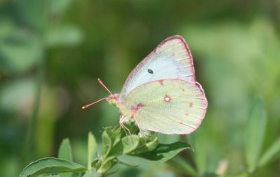 Clouded Sulphur