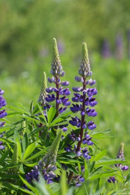 Lupine