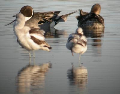Northern Pintail and American Avocet