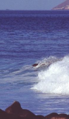 Sea lion bodysurfing