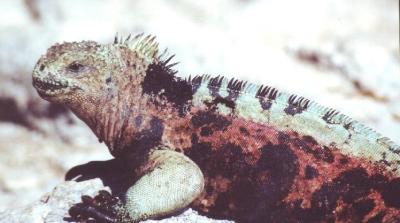 Marine Iguana