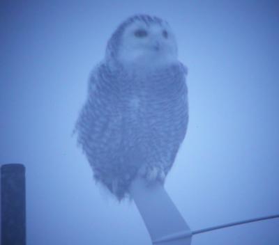 Snowy Owl 11