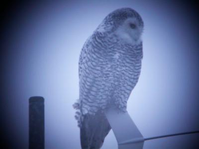 Snowy Owl 11
