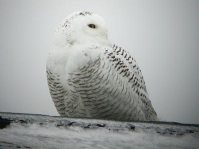 Snowy Owl 12