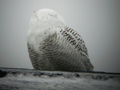 Snowy Owl 12