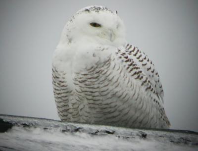 Snowy Owl 12
