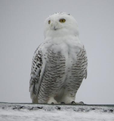 Snowy Owl 12