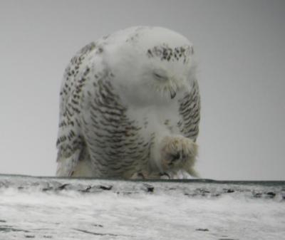 Snowy Owl 12
