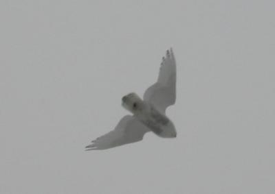 Snowy Owl 12