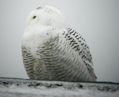 Snowy Owl 12