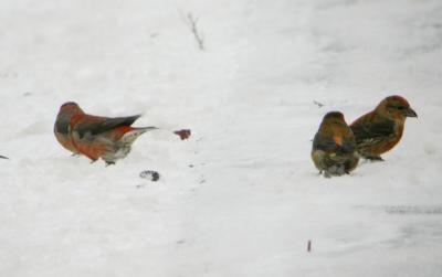 Red Crossbill