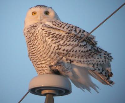 Snowy Owls