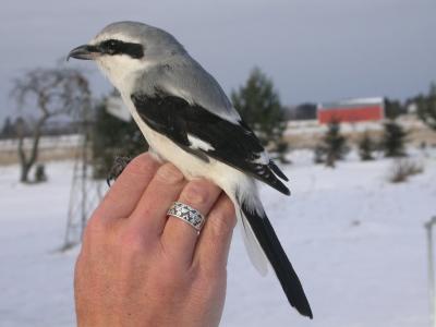 Northern Shrike