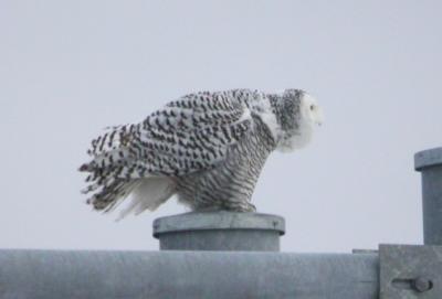Snowy 17