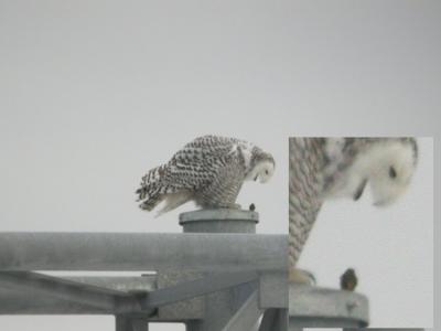 Snowy 17