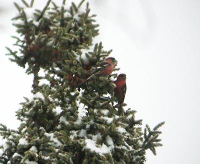 White-winged Crossbill