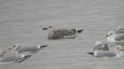 Great Black-backed Gull - northern WI