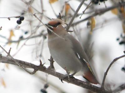 Bohemian Waxwing