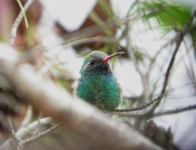 Broad-billed Hummingbird - AR