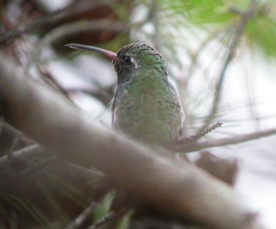 Broad-billed Hummingbird