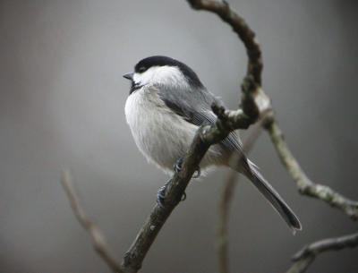 Carolina Chickadee