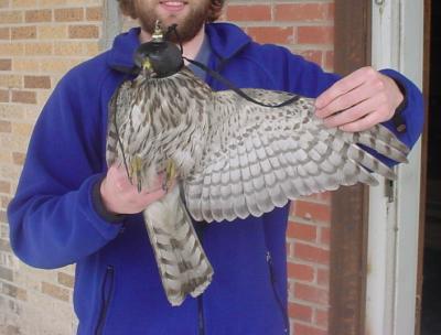 Cooper's Hawk