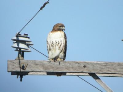 Red-tailed Hawk