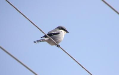 Loggerhead Shrike