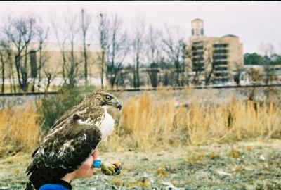 Red-tailed Hawk